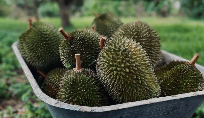 Malaysia Promotes Premium Durian at Dubai Agrofood Showcase Malaysia Promotes Premium Durian at Dubai Agrofood Showcase - malaysia promotes